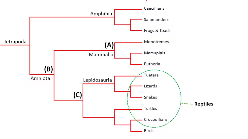 Clade diagram of all tetrapods, including amphibians, mammals, and groups of reptiles including tuatara, lizards, snakes, turtles, crocodilians, and birds. The diagram has a green circle around the reptiles other than birds, labelled "reptiles". "A" is labelled at the last common ancestor (LCA) of all mammals. B at the LCA of all amniotes (mammals & reptiles), and C at the LCA of all reptiles, including birds.