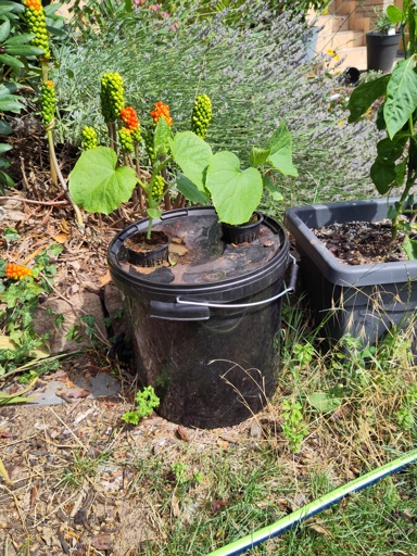 Two cucumber seedlings in netcups suspended in a black bucket.