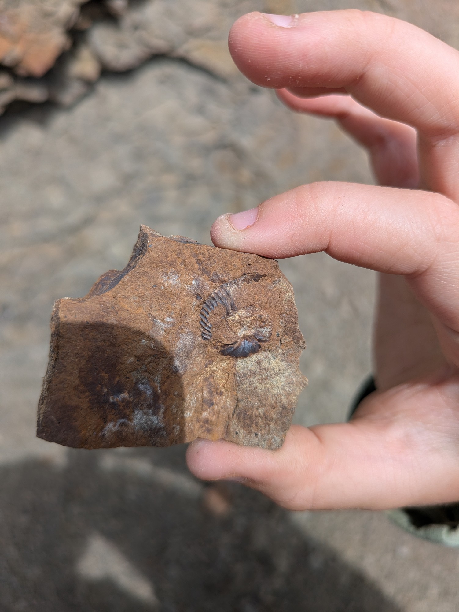 Ammonite find in Rifle Gap State Park, CO